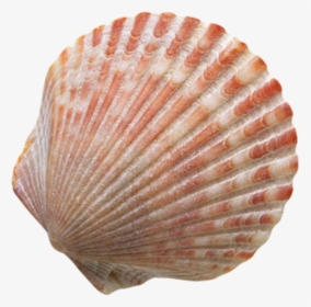 Sher Your Scraps - Seashell With No Background, HD Png Download, Transparent PNG