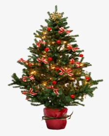 Christmas Tree With Bows Png Image - Christmas Tree On Transparent Background, Png Download, Transparent PNG