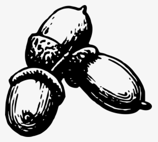 Black And White Clipart Of Tree Nut, HD Png Download, Transparent PNG