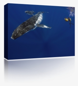 Humpback Whale Png - Underwater, Transparent Png, Transparent PNG