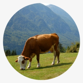 Grazing - Dairy Cow, HD Png Download, Transparent PNG