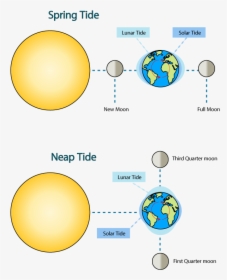 Spring And Neap Tides - Neap Tide Moon Position, HD Png Download, Transparent PNG