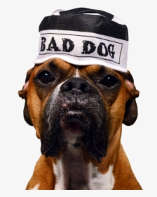Bad Dog Png, Transparent Png, Transparent PNG
