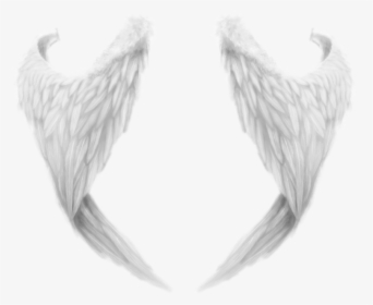 Transparent White Wing Png - ادوات تصميم مقصوصه, Png Download, Transparent PNG