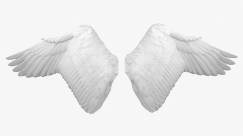 White Wings Png Image - Butterfly, Transparent Png, Transparent PNG