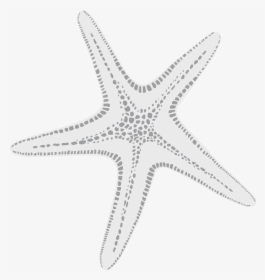 Transparent White Starfish Png - Menu, Png Download, Transparent PNG