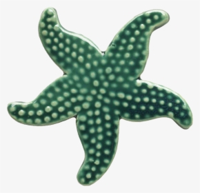 102tl Teal Starfish - Green Starfish, HD Png Download, Transparent PNG