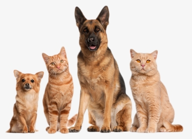 Home - Cat And Dog Png Transparent, Png Download, Transparent PNG