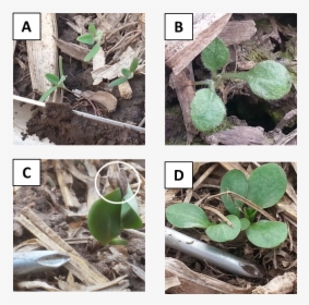 Figure 1. A) Common Lambsquarters, Chenopodium Album; - Acianthera Luteola, HD Png Download, Transparent PNG