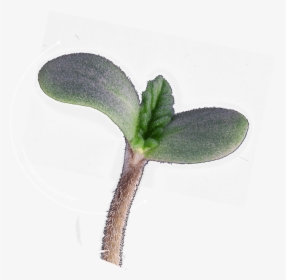 T - H - Seeds Seedling - Twinflower, HD Png Download, Transparent PNG
