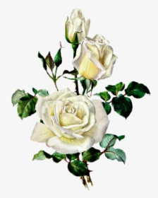 Розы Botanical Illustration, Botanical Drawings, Rose - White Rose Botanical Illustration, HD Png Download, Transparent PNG