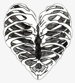 Bones Drawing Heart - Skeleton Heart Drawing, HD Png Download, Transparent PNG