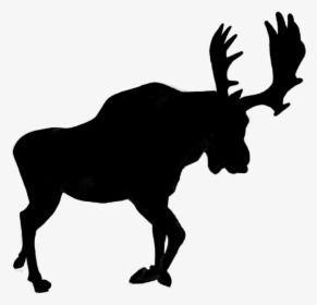 #silhouette #moose #horns #shadow #animal #antlers - Horse Clip Art Silhouette, HD Png Download, Transparent PNG