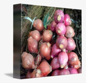 Svg Cebollas Onions By Marcos Granda - Red Onion, HD Png Download, Transparent PNG