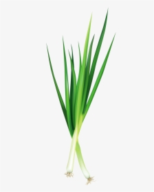 Фотки Vegetable Pictures, Food Stickers, Green Onions, - Green Onion .png, Transparent Png, Transparent PNG