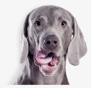 Gray Dog - Cute Weimaraner On White Background, HD Png Download, Transparent PNG