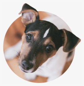 Jack Russell Terrier, HD Png Download, Transparent PNG