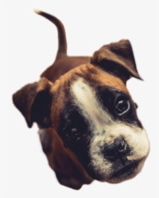 #puppy #dog #ears #nose #eyes #cute #animal #picsart - Boxer Dog Wallpaper Iphone, HD Png Download, Transparent PNG
