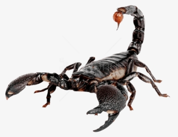 Free Png Scorpion Png Images Transparent - Transparent Scorpion Png, Png Download, Transparent PNG