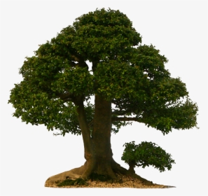Transparent Bonsai Tree Png - Tree Pngs, Png Download, Transparent PNG