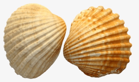 File Png Free Images - Sea Shell Png, Transparent Png, Transparent PNG