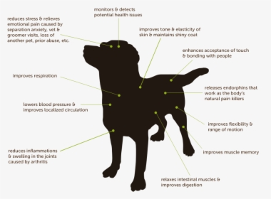 Massage Dogs, HD Png Download, Transparent PNG