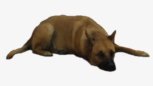 Doge Png Images Transparent Doge Image Download Page 3 Pngitem - doge the roblox dog laphing