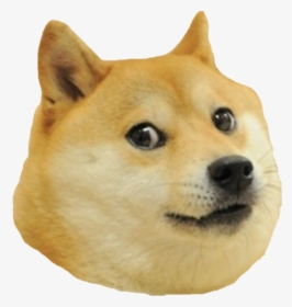 Doge Roblox Image Id Doge Hd Png Download Transparent Png Image Pngitem - roblox doge head id