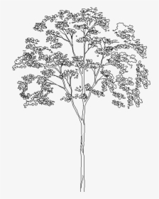 Autocad Tree Png , Png Download - Architecture Tree Drawing Png, Transparent Png, Transparent PNG