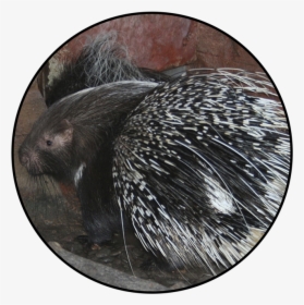 New World Porcupine, HD Png Download, Transparent PNG