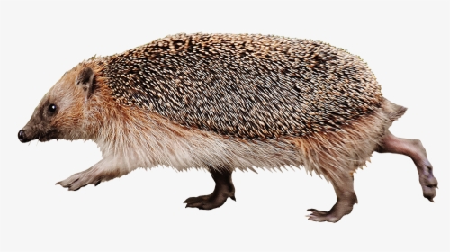 Running Hedgehog High Speed - Hedgehog Png, Transparent Png, Transparent PNG