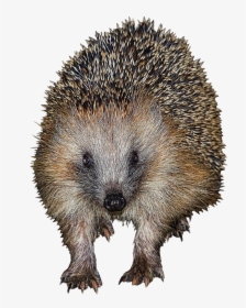 Frontal Clip Art Of Hedgehog - Domesticated Hedgehog, HD Png Download, Transparent PNG