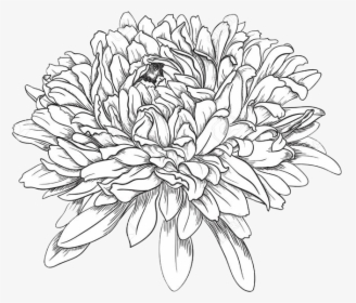 Chrysanthemum - Drawing Of A Chrysanthemum, HD Png Download, Transparent PNG