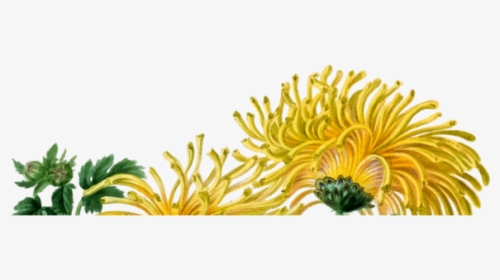 Chrysanths,plant,flower, HD Png Download, Transparent PNG
