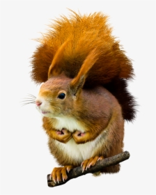 Squirrel, HD Png Download, Transparent PNG