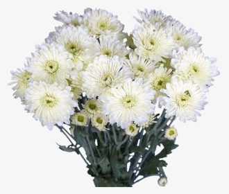 Chrysanthemum Cushion, HD Png Download, Transparent PNG