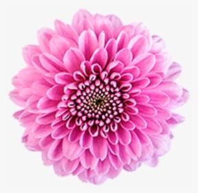 Click To Enlarge Image Pink Button Becky2 - Dahlia, HD Png Download, Transparent PNG