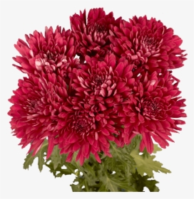 Fresh Burgundy Chrysanthemum Disbud Flowers - Chrysanths, HD Png Download, Transparent PNG