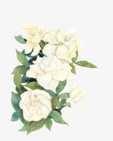 White Watercolor Flwoers - White Watercolor Flowers Transparent Background, HD Png Download, Transparent PNG