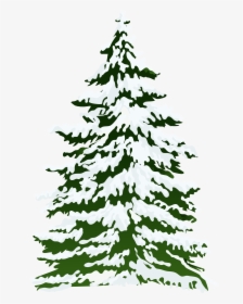 Snowy Tree Branch Clip Art Clipart Free Download - Snow Pine Tree Clipart, HD Png Download, Transparent PNG