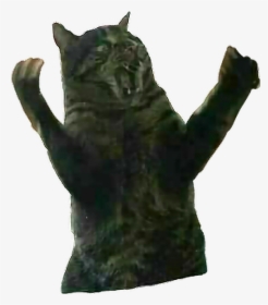 #remixit #cat #fatcat #surprise #rage #angry #animal - Domestic Short-haired Cat, HD Png Download, Transparent PNG