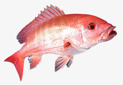 Red Snapper Fish Png , Png Download - Red Snapper Fish Png, Transparent Png, Transparent PNG