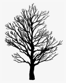 Barren Tree Silhouette, HD Png Download, Transparent PNG
