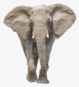 Transparent Elephant Background - Elephant Png, Png Download, Transparent PNG