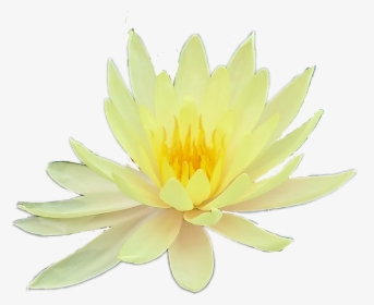 Flower Flowers Yellow Aesthetic Tumblr Png Yellow Aesthetic - Sacred Lotus, Transparent Png, Transparent PNG