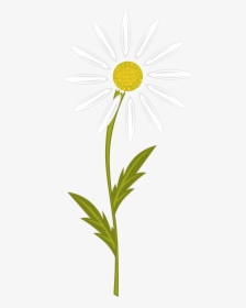 Camomile Clipart, HD Png Download, Transparent PNG