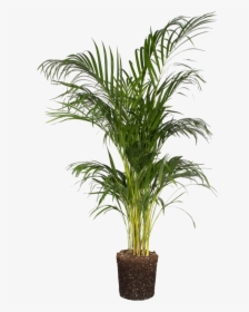 Areca Palm , Png Download - Areca Palm Transparent Background, Png Download, Transparent PNG