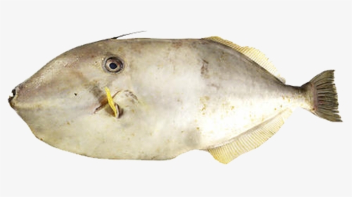 Leather Jacket Fish Png, Transparent Png, Transparent PNG