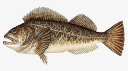 Lingcod Port Orford Seafood - Transparent Background Fish Png, Png Download, Transparent PNG