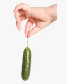 Pngpix - Hand Holding Pickle, Transparent Png, Transparent PNG